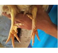 Hiệu quả mô hình nuôi gà 6 ngón ở Hoành Bồ