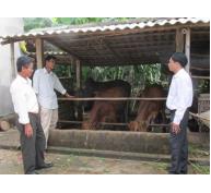 Hiệu quả từ mô hình trồng cỏ nuôi bò nhốt ở Triệu Phong 
