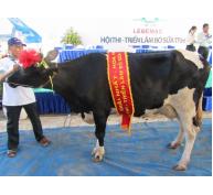 Hội thi - triển lãm bò sữa TP.HCM