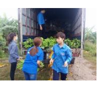 Hơn 130 tấn chuối tại Vĩnh Phúc đã được giải cứu