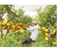 Hơn 5 tỷ đồng hỗ trợ vườn cây ăn trái đặc sản