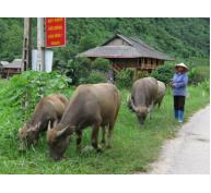 Hướng mới trong phát triển chăn nuôi trâu bò ở Võ Nhai