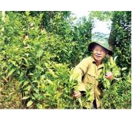 Hướng phát triển mới cho cây chè Minh Long