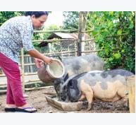 Khó phát triển đàn heo đen