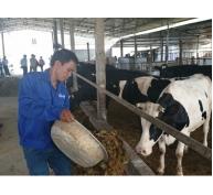Liên kết nuôi bò sữa