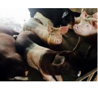 Lợn giun quế ăn Tết đặt trước 4 tháng, cử người thăm nuôi