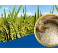 Lúa gạo Việt Nam có thể đứng đầu thế giới