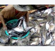  Lùi thời hạn áp dụng VietGAP nuôi cá tra đến cuối 2016