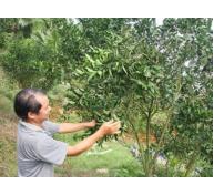 Nâng cao hiệu quả mô hình trồng cam theo tiêu chuẩn VietGap ở xã Hương Sơn