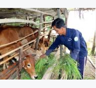 Ngành chăn nuôi Việt Nam với TPP vẫn có lộ trình để chuẩn bị