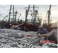 Ngư dân Quỳnh Lưu được mùa cá đốm