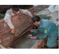 Nhiều nông dân đổi đời nhờ nuôi đặc sản cá chiên