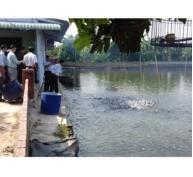 Nuôi cá ghép giúp giảm ô nhiễm môi trường nước ao nuôi