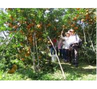 Phấn đấu tăng diện tích vườn cây ăn trái lên 27.700 ha