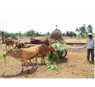 Phát triển chăn nuôi hàng hóa bền vững