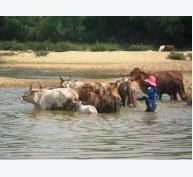 Phú Lạc phát triển chăn nuôi bò