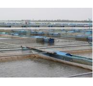 Quy chuẩn kỹ thuật Quốc gia về điều kiện nuôi thủy sản