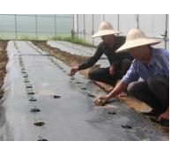 Tái cơ cấu nông nghiệp khởi sắc nhờ công nghệ Nhật Bản