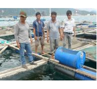 Theo dõi chặt chẽ tình hình nuôi cá lồng bè ở Vĩnh Tân