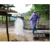 Tiêu hủy 1.200 con gia cầm nhiễm H5N6 tại Cẩm Xuyên