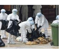 Tiêu hủy trên 5.300 gia cầm nhiễm cúm A/H5N1
