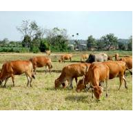 Tổng đàn bò của huyện Thanh Bình tăng thêm 1.600 con