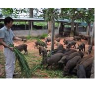 Trang trại lợn, gà rừng hữu cơ lớn hiếm có ở Việt Nam
