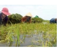 Làm giàu nhờ trồng lúa trên vùng ngập lũ