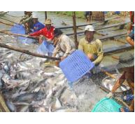 Từ 31.12.2016 nuôi cá tra phải áp dụng VietGAP