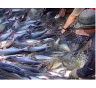 Từ cuối 2016 nuôi cá tra phải áp dụng VietGAP