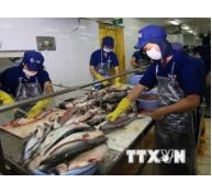 Xuất cá tra sang Trung Quốc tăng mạnh nhưng diễn biến khó lường