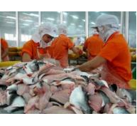 Xuất khẩu cá tra giảm cả lượng và giá