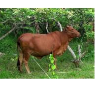 Lợi ích và các phương pháp chăn nuôi bò thịt