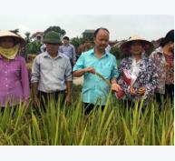 Hỗ trợ nông dân thâm canh lúa với phân bón Tiến Nông