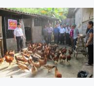 Rộ phong trào nuôi gà bằng giun quế
