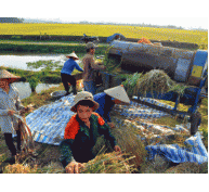 Sản xuất lúa theo VietGAP, nông dân hưởng lợi kép