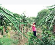 Nông thôn mới Phú Thọ: Ưu tiên phát triển nông nghiệp hàng hóa