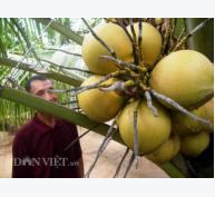 Mưa nhiều, dừa tươi giảm giá 2.000 đồng/quả