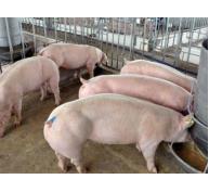 Kỹ thuật chăm sóc và nuôi dưỡng lợn thịt