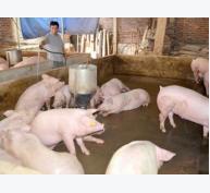 Chăn nuôi lợn thương phẩm an toàn ở Hưng Thành