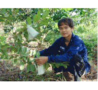 9X mê trồng ổi Đài Loan, bưởi da xanh độc lạ