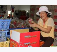 19 doanh nghiệp Trung Quốc ký kết mua thanh long Việt Nam