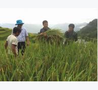 Dùng phân bón DAP Lào Cai: Năng suất lúa tăng, nhà nông thêm thu nhập