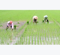 Canh tác lúa cải tiến SRI giúp nông nghiệp địa phương tăng năng suất