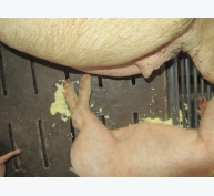 Dịch bệnh tiêu chảy cấp trên lợn con (PED) và cách phòng trị