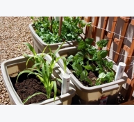 6 giải pháp trồng rau sạch cho nhà chật