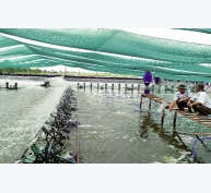 Cà Mau: Đột phá nuôi tôm siêu thâm canh