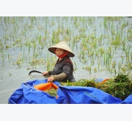 Cần chuyển đổi lúa mùa ở Đồng bằng sông Hồng