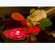 Tăng năng suất quang hợp lên 30% nhờ công nghệ nano