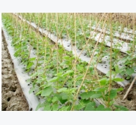 Sử dụng màng phủ nông nghiệp để tăng năng suất cây trồng